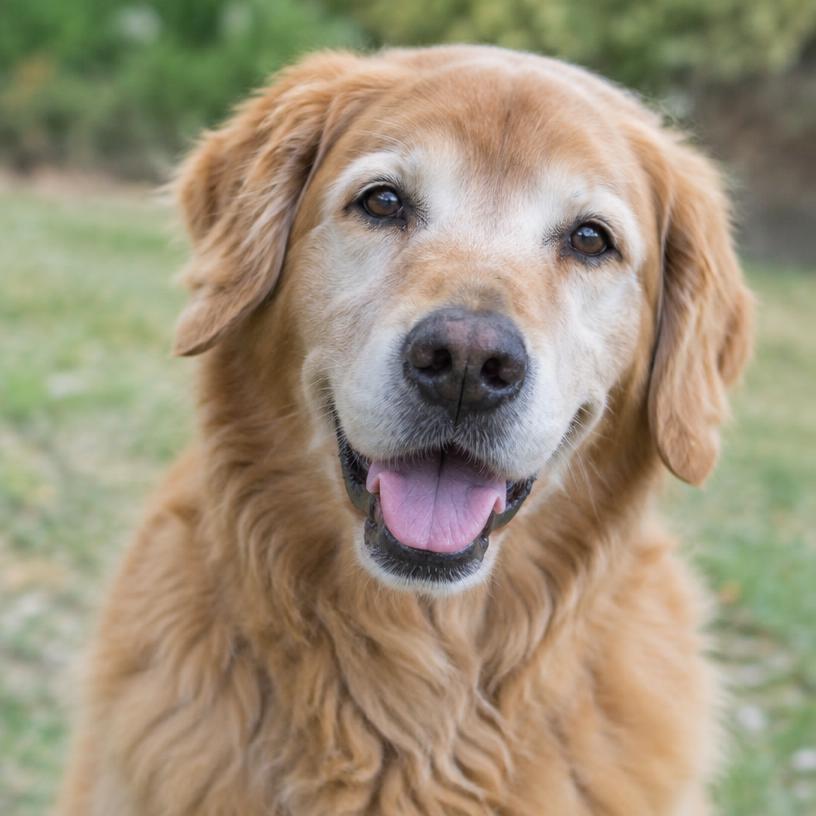 Honey, example dog profile